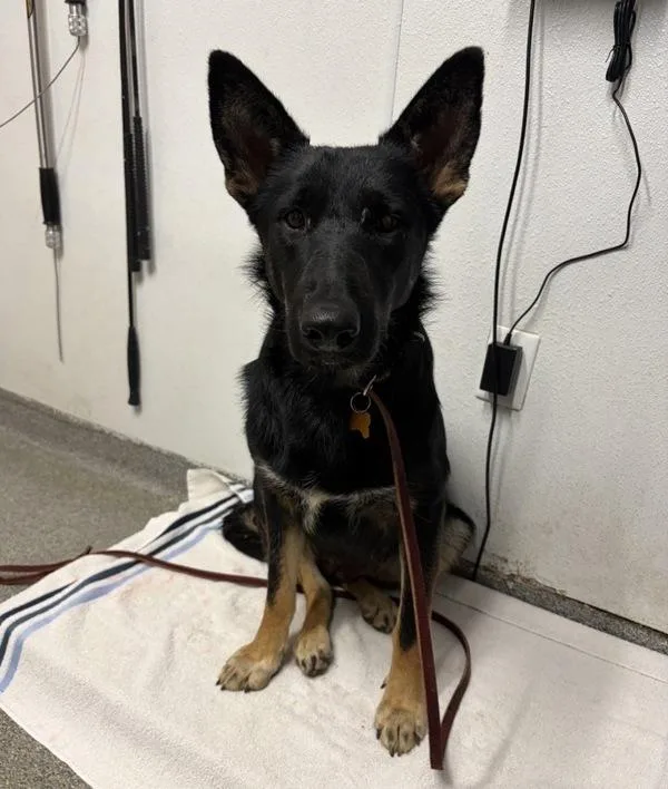 A young large-sized female German Shepherd Dog dog named Prentiss for adoption in Escondido, CA