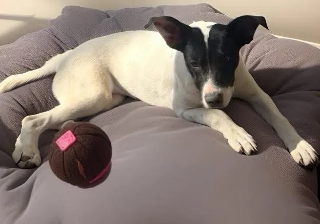 Shyla