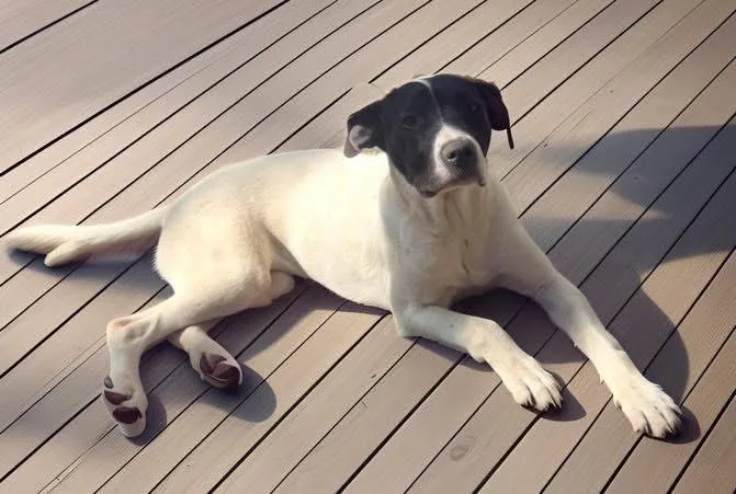 Shyla thumbnail 2