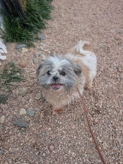An adult small-sized female Shih Tzu dog named Dita for adoption in Divide, CO