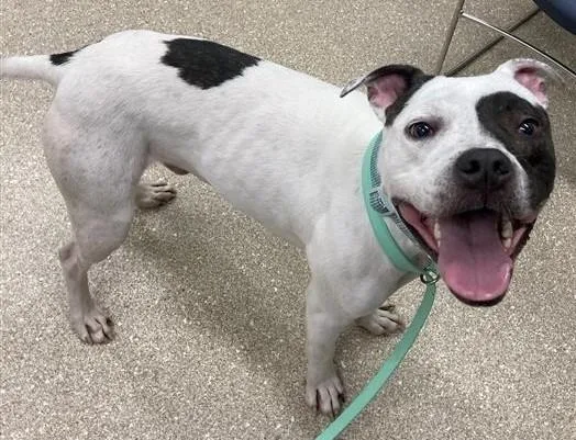 An adult medium-sized male Brindle Pit Bull Terrier dog named Scones for adoption in Prince Frederick, MD
