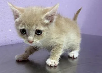 A baby small-sized female Cream / Ivory Domestic Short Hair cat named 61680311 for adoption in El Paso, TX