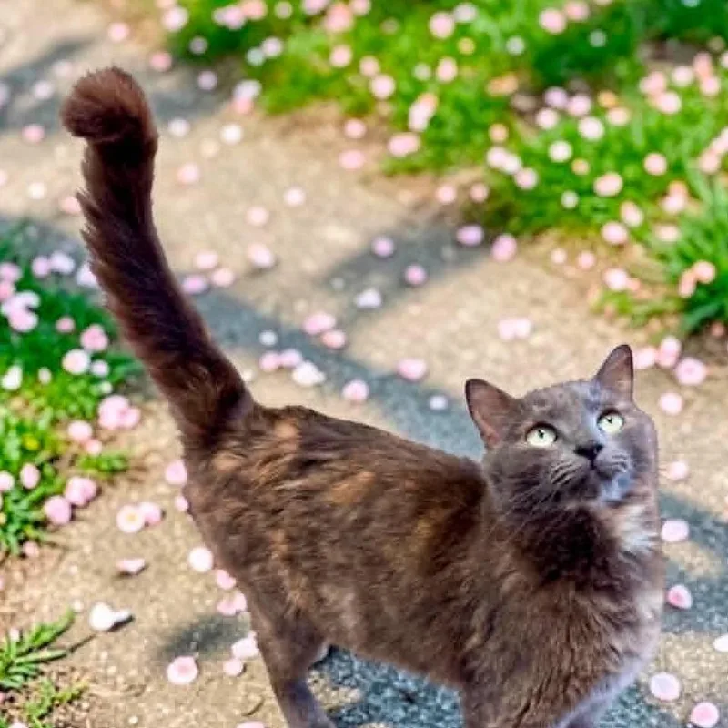 An adult medium-sized female Tortoiseshell Domestic Short Hair cat named Toesha for adoption in Bentonville, AR
