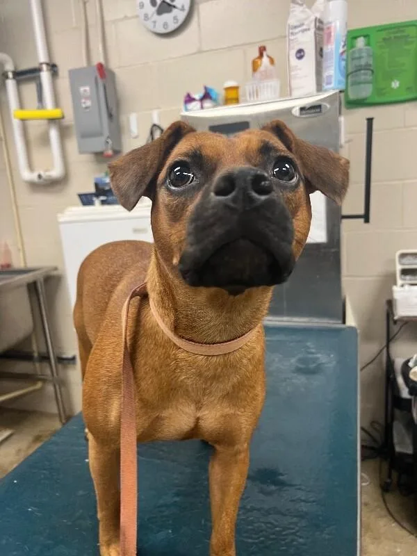 An adult medium-sized female Boxer dog named Angel for adoption in Mobile, AL