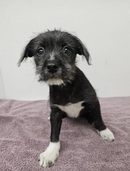 A young medium-sized female Terrier dog named Lotus for adoption in Phoenix, AZ
