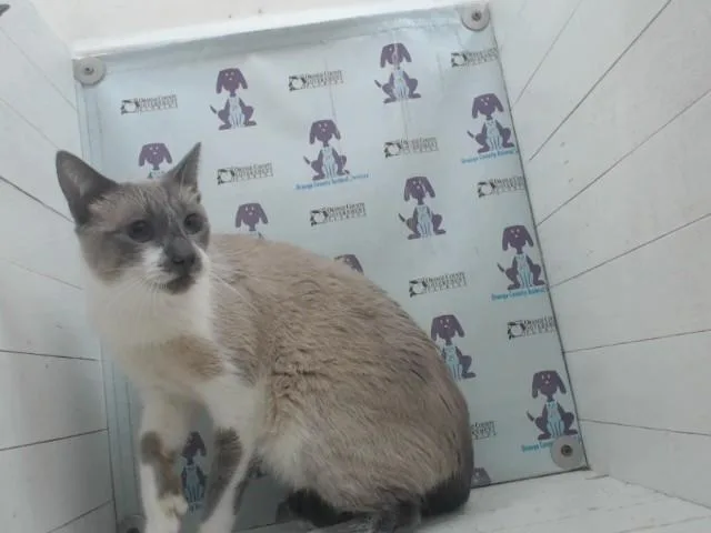 An adult small-sized male Siamese cat named Sissy for adoption in Orlando, FL