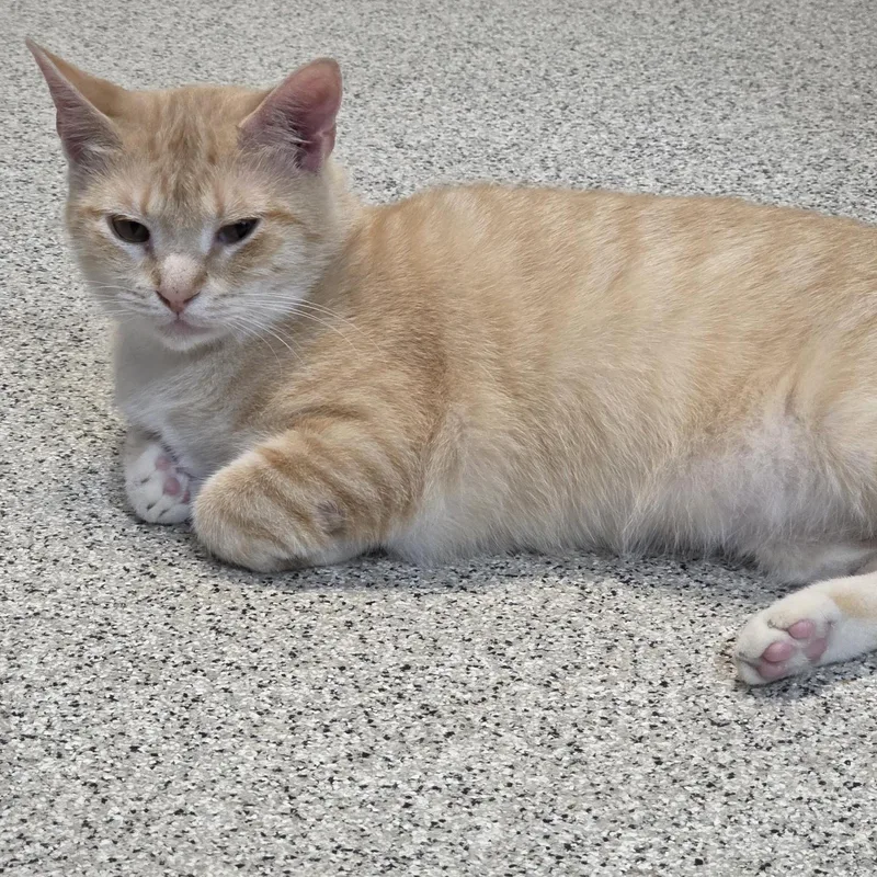 An adult small-sized female Buff / Tan / Fawn Domestic Short Hair cat named Nellie for adoption in Carthage, NC