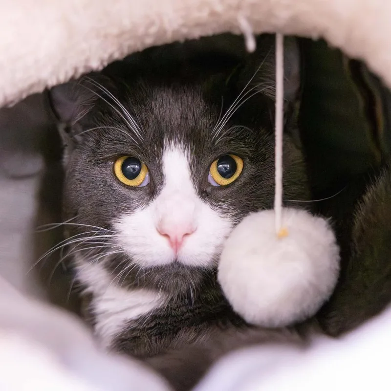 A young medium-sized male Gray / Blue / Silver Domestic Short Hair cat named Twin for adoption in Mentor, OH