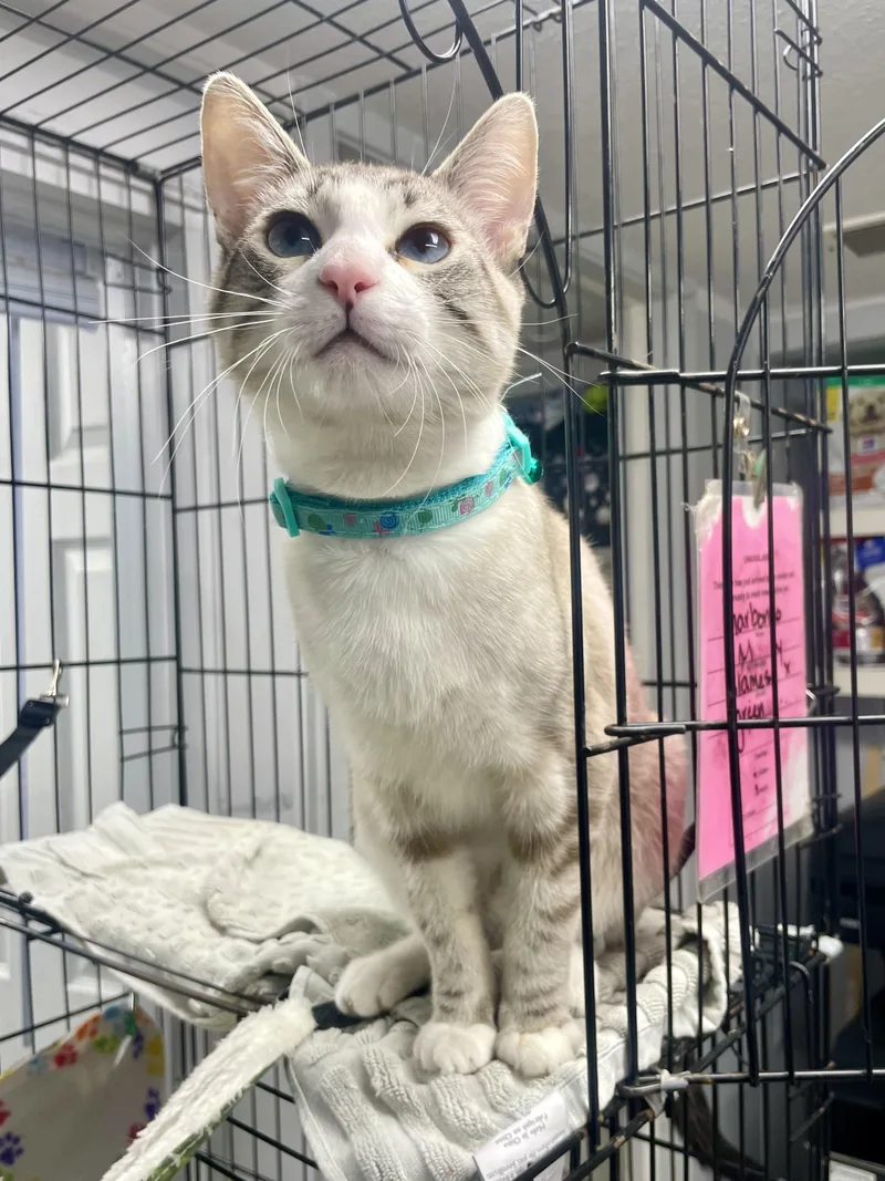 Garbonzo thumbnail 2