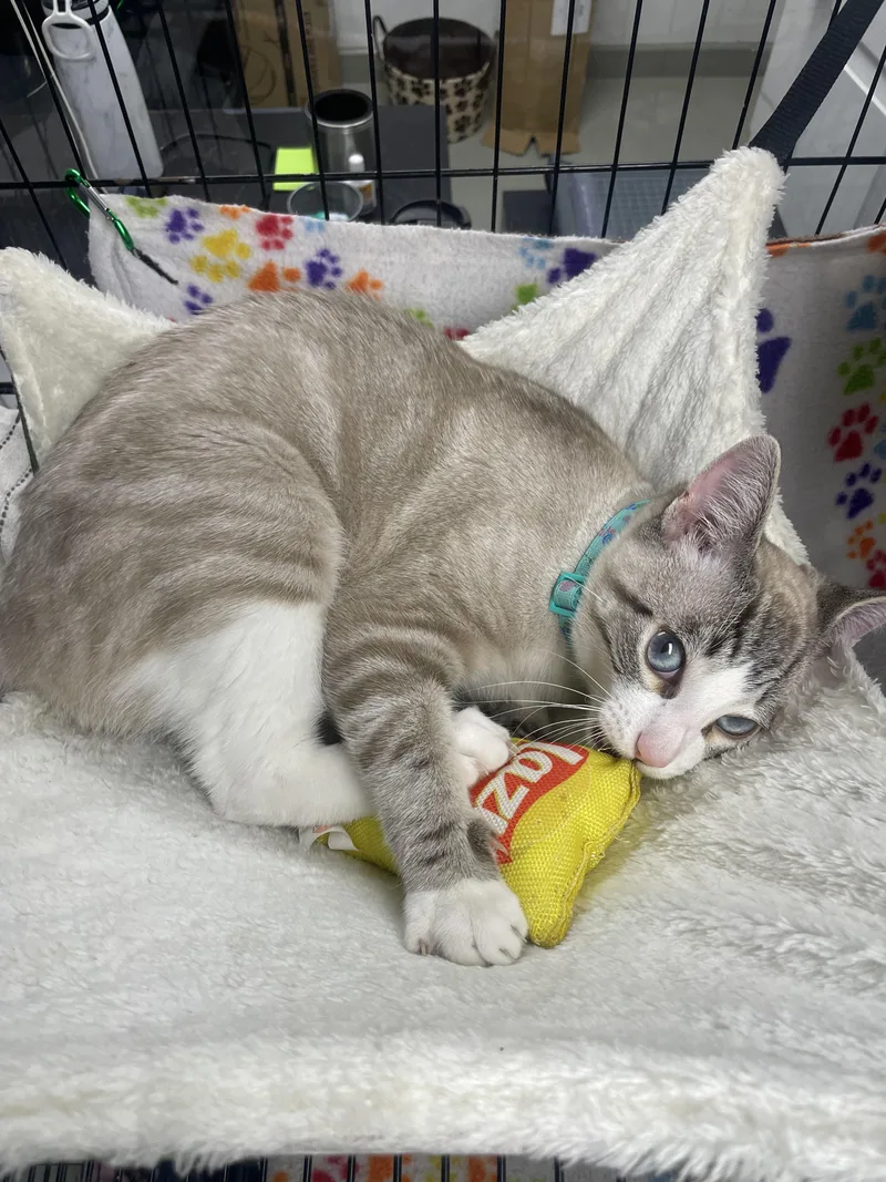 Garbonzo thumbnail 3