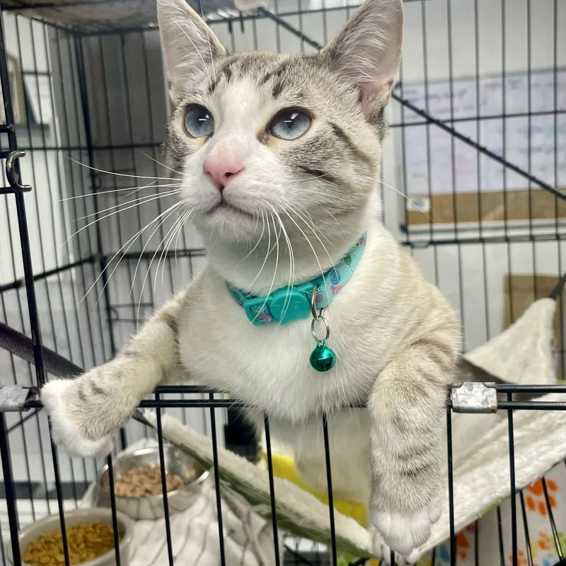 Garbonzo thumbnail 4