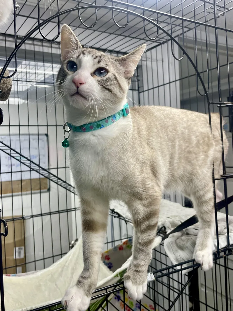 Garbonzo thumbnail 5