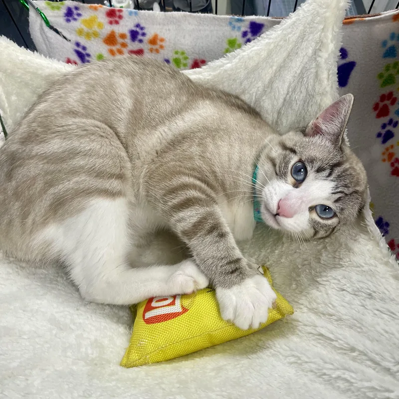 Garbonzo thumbnail 6