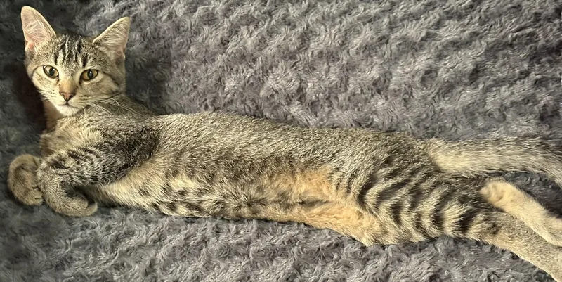 A baby small-sized female Domestic Short Hair cat named Rainbow for adoption in Nashville, TN