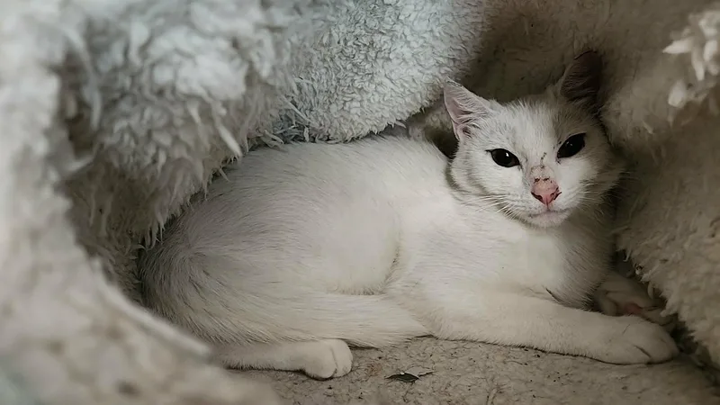 A baby small-sized female White American Shorthair cat named Snowy for adoption in San Jose, CA