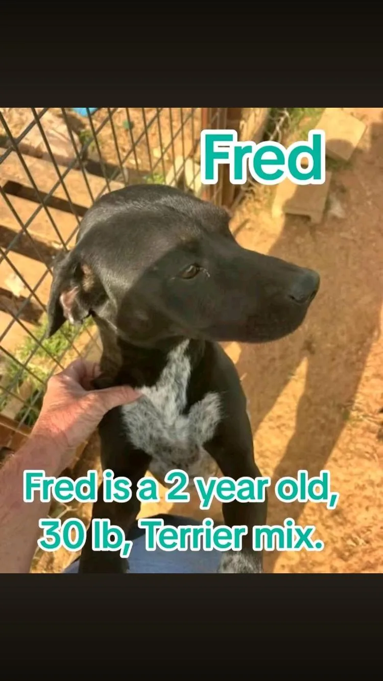 Fred thumbnail 4