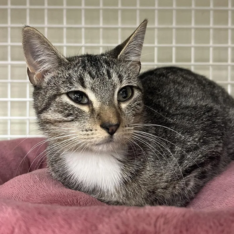 A young medium-sized female Brown / Chocolate Domestic Short Hair cat named Erica for adoption in St. Paul, MN