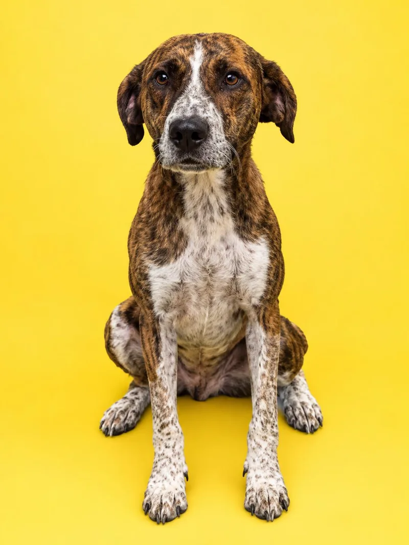 An adult medium-sized male Mixed Breed dog named Cabo for adoption in Gulfport, MS