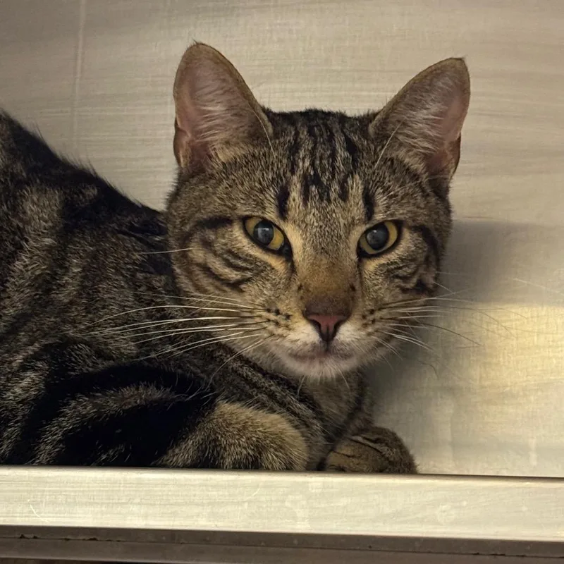 A young medium-sized male Brown / Chocolate Domestic Short Hair cat named Bobby for adoption in Birmingham, AL