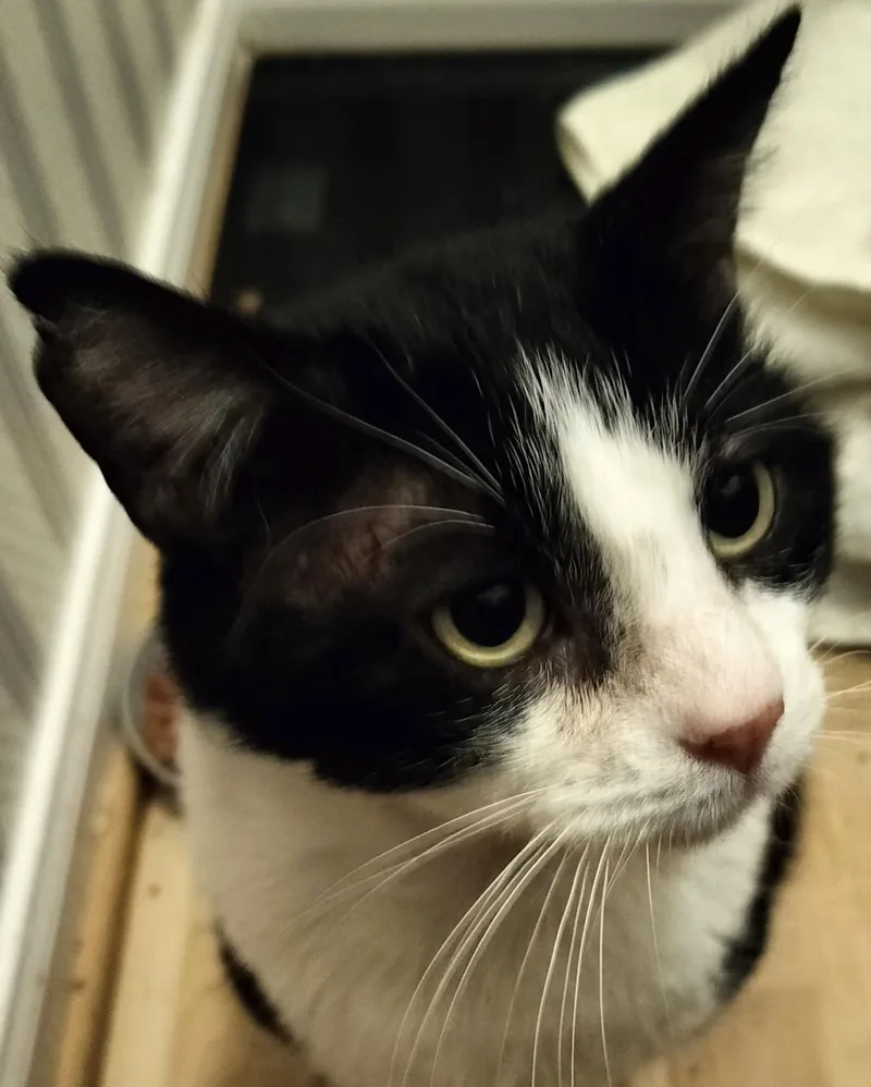 Sol The Sweet  thumbnail 2