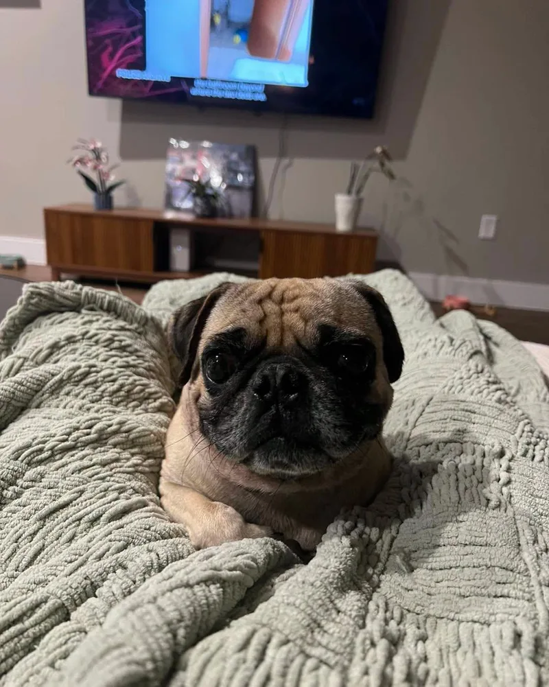 An adult small-sized male Yellow / Tan / Blond / Fawn Pug dog named Gizmo for adoption in Huntsville, TX