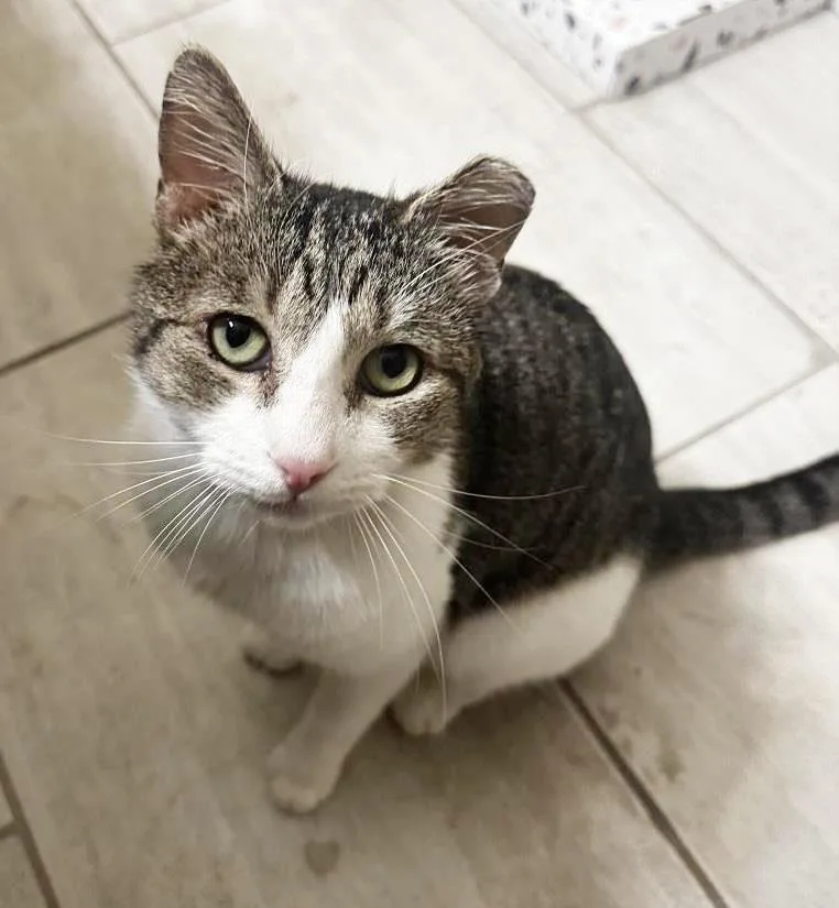 Cowboy Lovesalot thumbnail 3