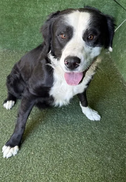 A young large-sized male Pit Bull Terrier dog named A for adoption in Lancaster, CA