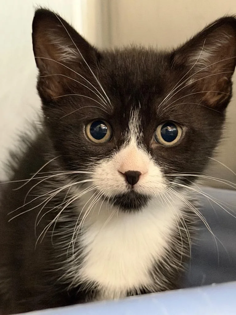 A baby small-sized female Domestic Short Hair cat named Cloe for adoption in Port Jervis, NY