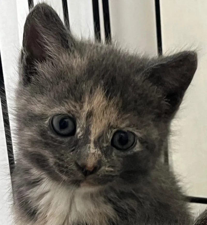 A young medium-sized female Dilute Tortoiseshell Domestic Short Hair cat named Everly for adoption in Williamsburg, VA