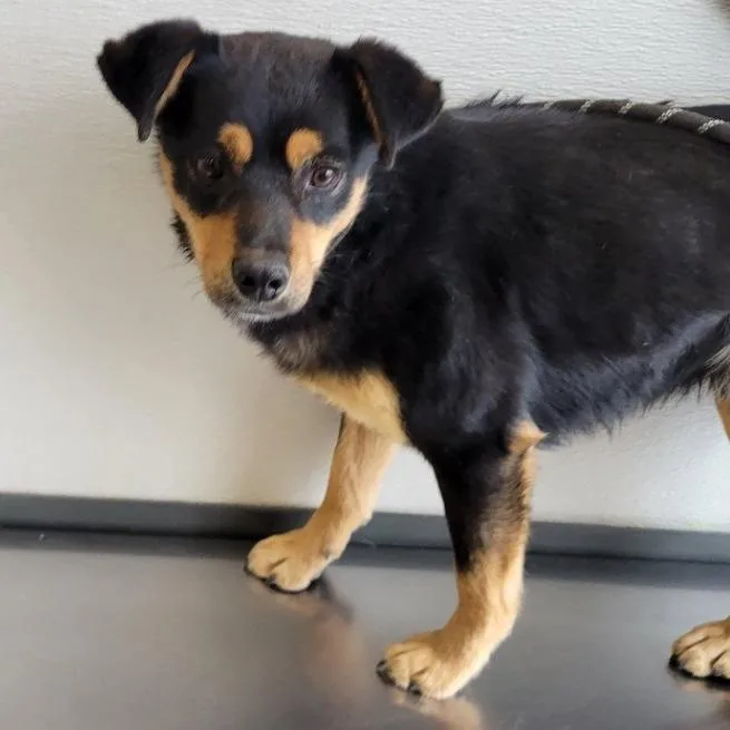 An adult small-sized male Black Mixed Breed dog named Tiny for adoption in Las Cruces, NM