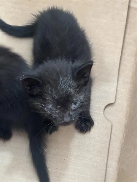 A baby medium-sized male Domestic Short Hair cat named Shadow for adoption in Dallas, TX