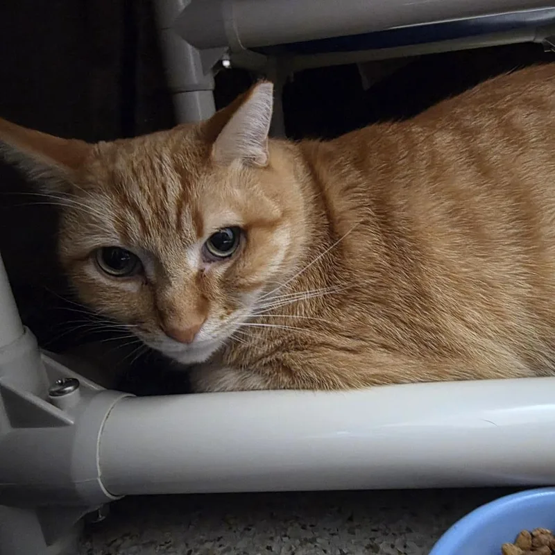 A senior large-sized male Orange / Red Domestic Short Hair cat named Bullwinkle for adoption in Oshkosh, WI