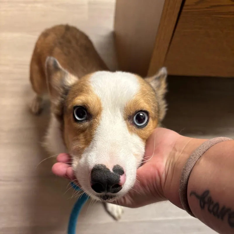 An adult small-sized male Red / Chestnut / Orange Corgi dog named Bohdi for adoption in Ottawa, KS