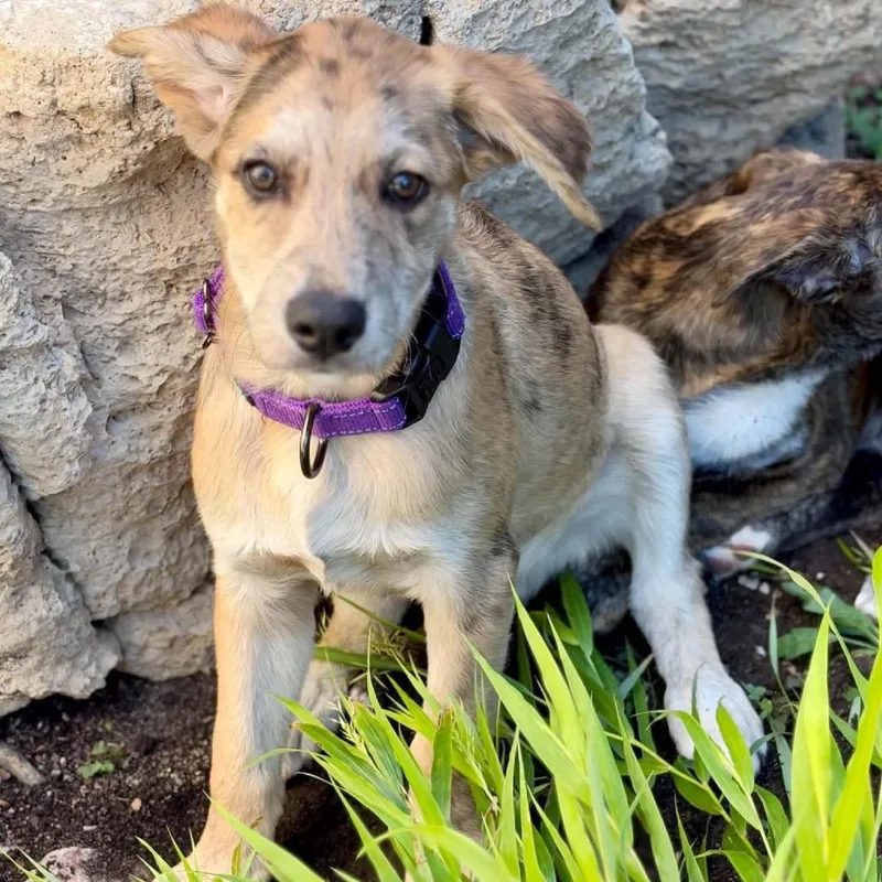 A baby medium-sized male Australian Shepherd dog named Pluto for adoption in Olathe, KS