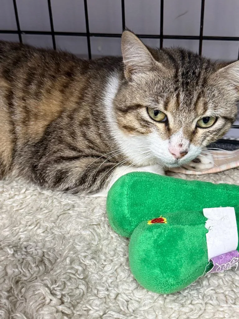 A baby small-sized male Domestic Short Hair cat named Gunther for adoption in Saint Francisville, LA