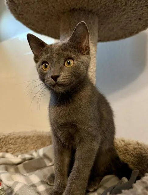 A baby small-sized female Gray / Blue / Silver Domestic Short Hair cat named Polina Kotenok for adoption in Chandler, AZ