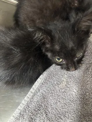 A baby small-sized male Domestic Short Hair cat named Captain Clark for adoption in Daphne, AL
