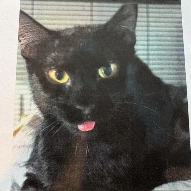 An adult medium-sized female Black Domestic Short Hair cat named Lala for adoption in Porter, TX