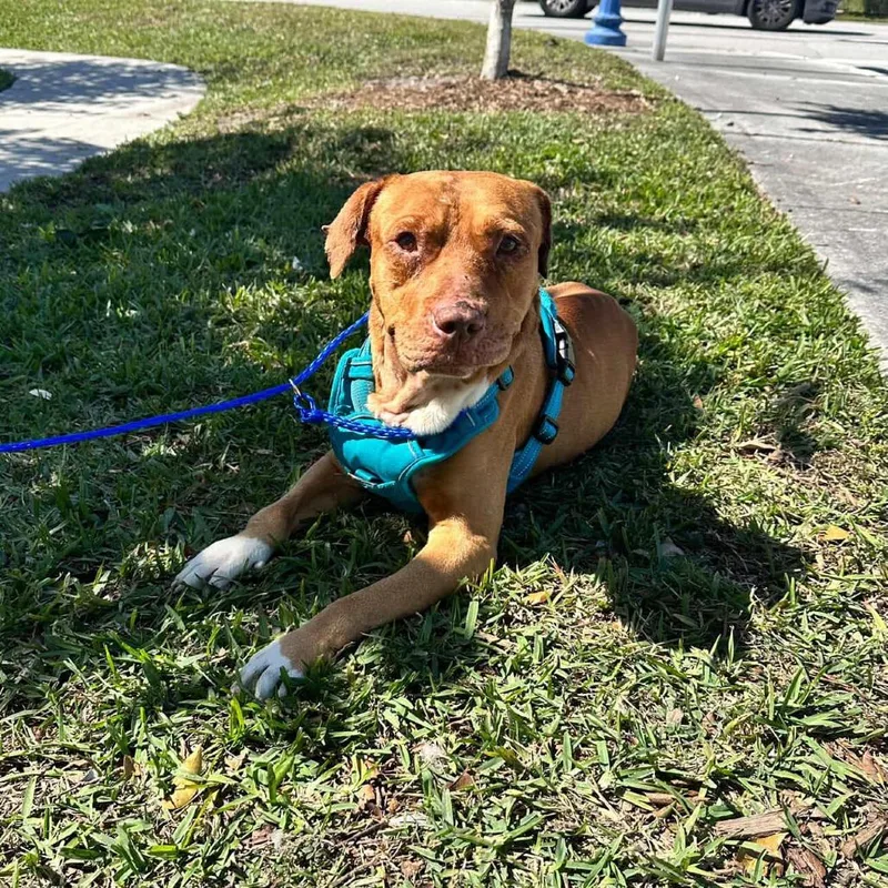 Harvey