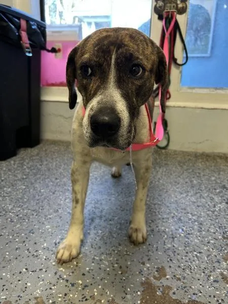 An adult large-sized female Labrador Retriever dog named Darla for adoption in Mobile, AL