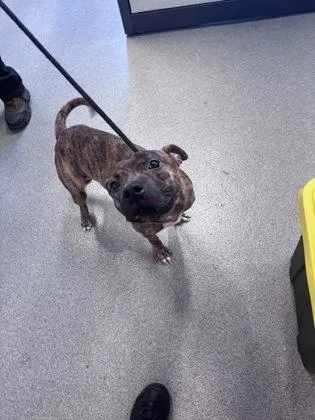 An adult medium-sized male Mixed Breed dog named Gavin for adoption in West Chester, PA