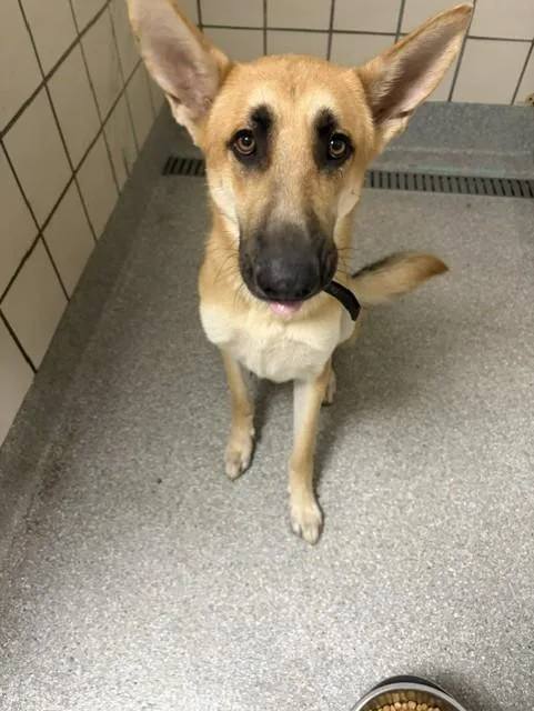 A young large-sized male German Shepherd Dog dog named Dennis for adoption in Pasadena, TX