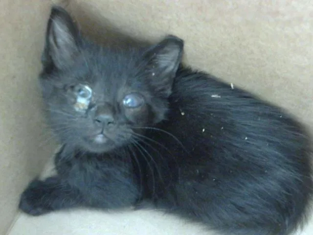 A baby medium-sized male Domestic Short Hair cat named Charmer for adoption in Dallas, TX