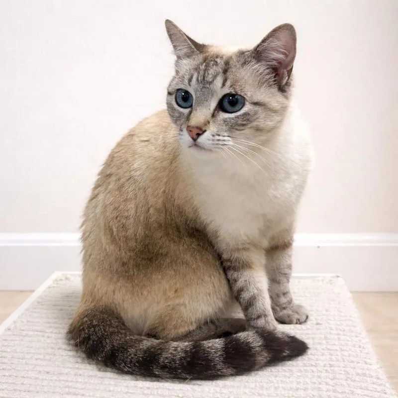 Misha – Quiet Companion thumbnail 3