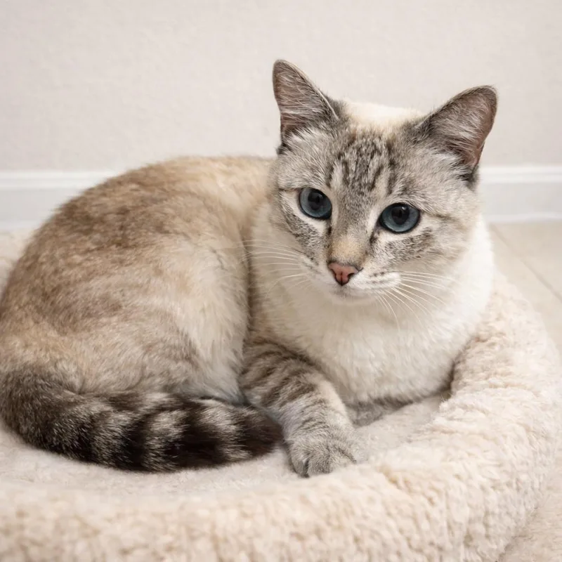 Misha – Quiet Companion thumbnail 5