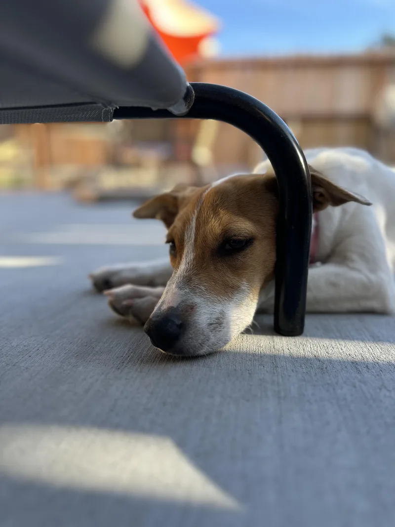 A young medium-sized female Tricolor (Brown, Black, & White) Beagle dog named Chai for adoption in Arroyo Grande, CA