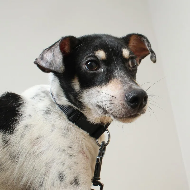 An adult small-sized male Black Jack Russell Terrier dog named Weasel D for adoption in Minnetonka, MN