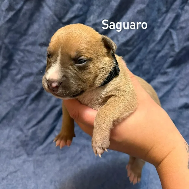 Saguaro