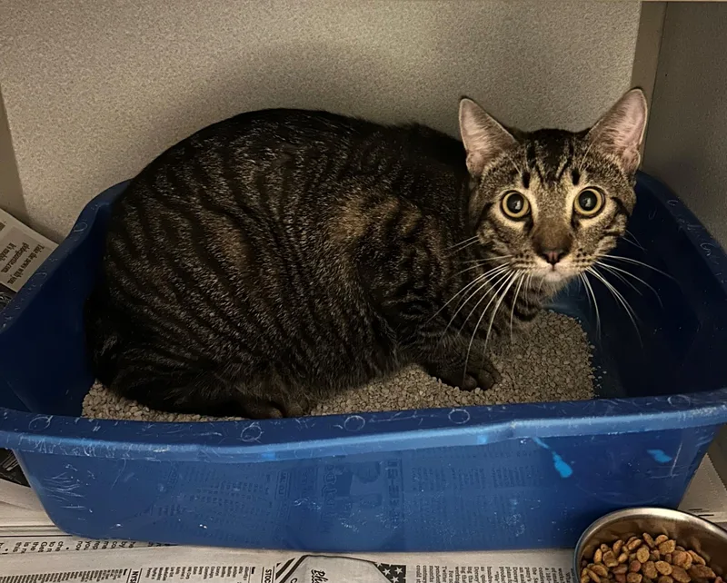 An adult medium-sized male Tabby (Brown / Chocolate) Domestic Short Hair cat named Cork for adoption in Mason City, IA
