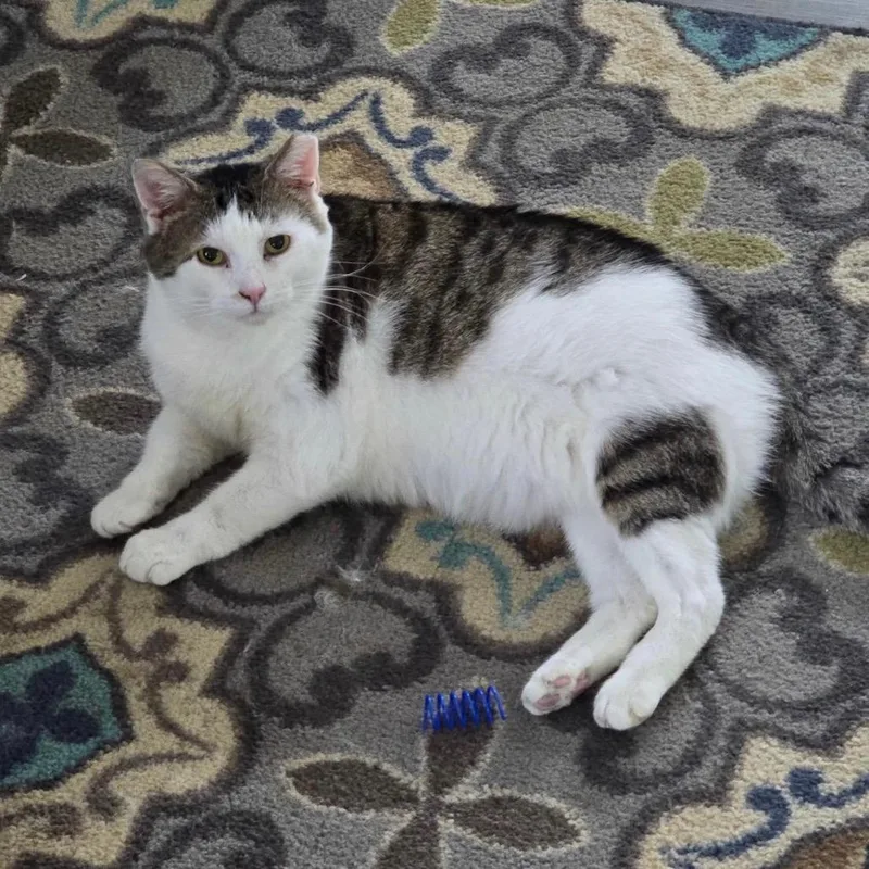 An adult small-sized male Brown / Chocolate Domestic Short Hair cat named Mr. Paws for adoption in Goshen, IN